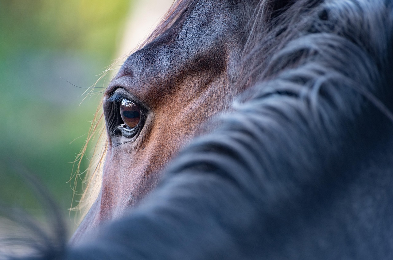 horse, eye, nature, mane, close up, horse eye, horse details, mammal, animal, equine