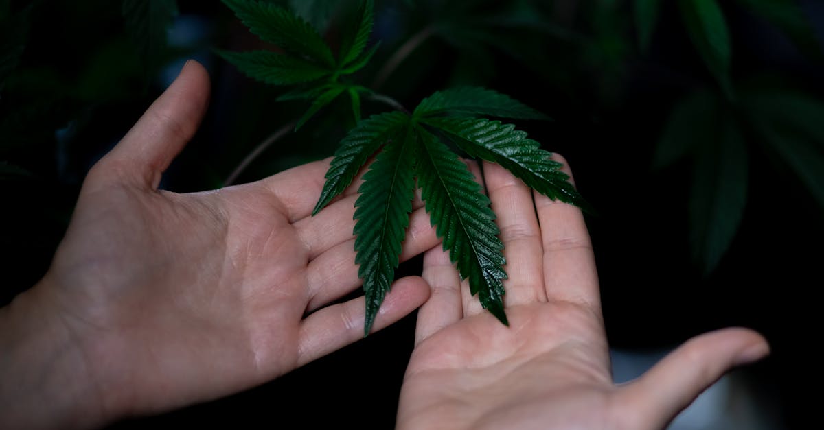 Detailed view of a person holding a vibrant cannabis leaf in a garden setting.
